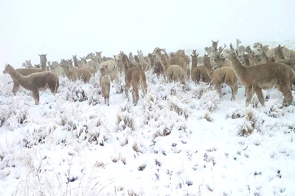 New state of emergency in snowbound Peru districts includes earlier FbF distribution sites