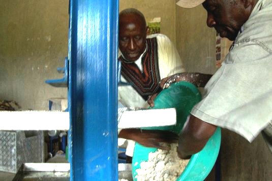 ‘A bright future’ for farmers in Yatta, Kenya, thanks to climate-smart cassava