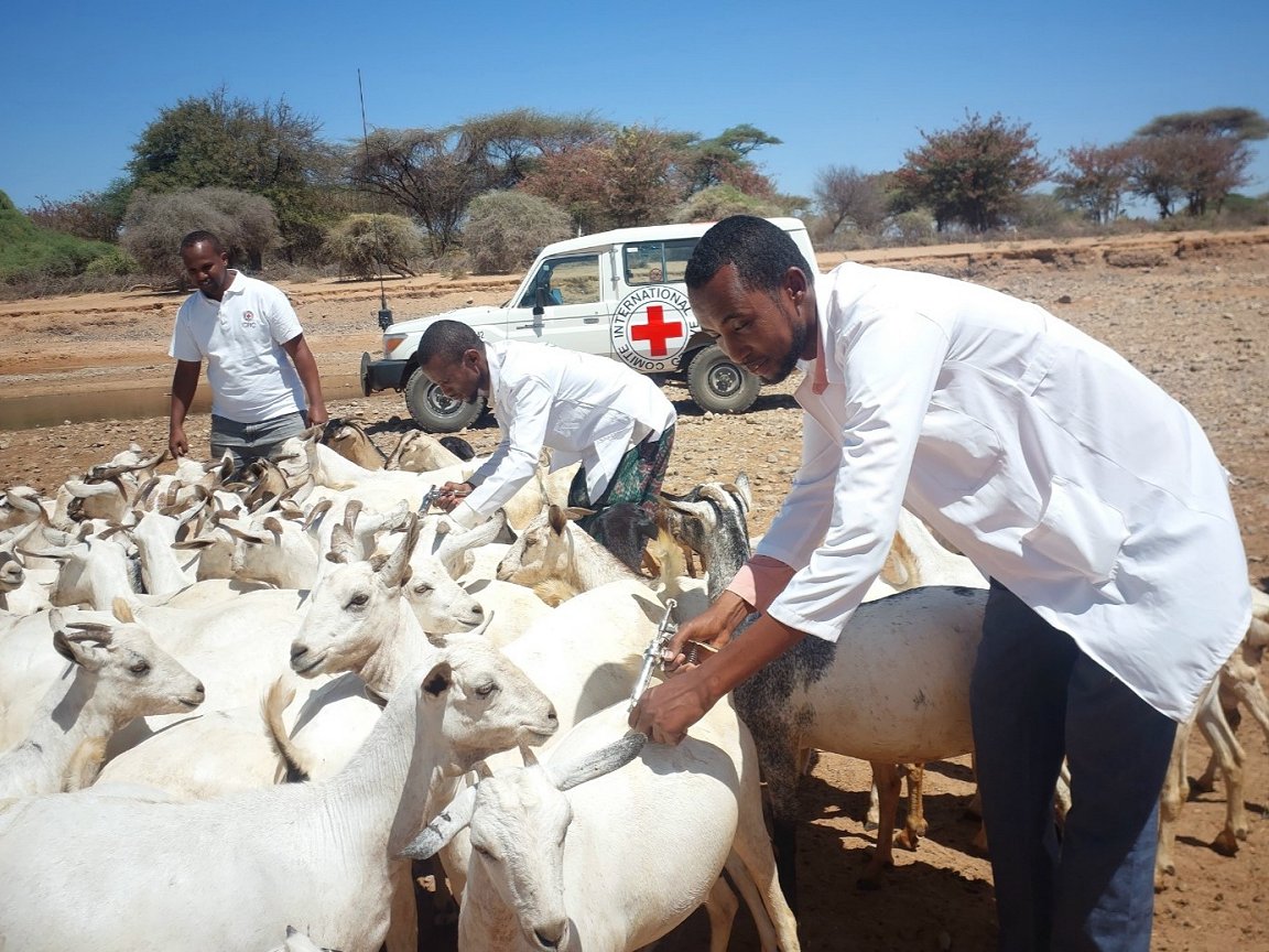 ICRC special appeal: Moving from relief to resilience, strengthening food security in conflict