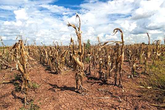 Climate Centre joins White House ’round table’ on agriculture and food resilience