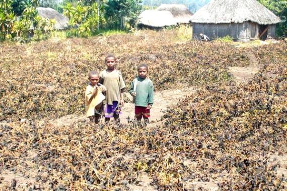 IFRC monitors worsening El Niño-related drought  in Papua New Guinea