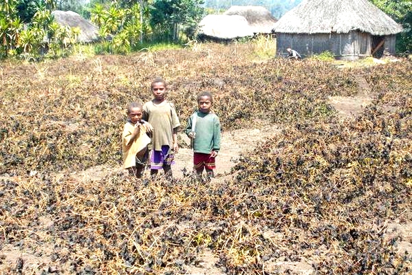 IFRC monitors worsening El Niño-related drought  in Papua New Guinea