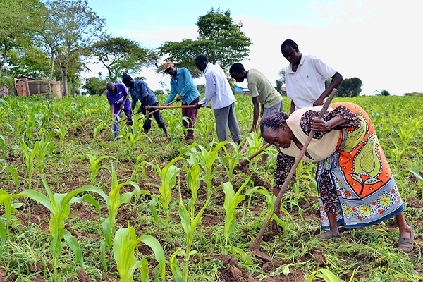 Seeds of change: making the most of El Niño in Kenya