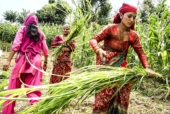 FAO launches new web platform  for climate-smart agriculture