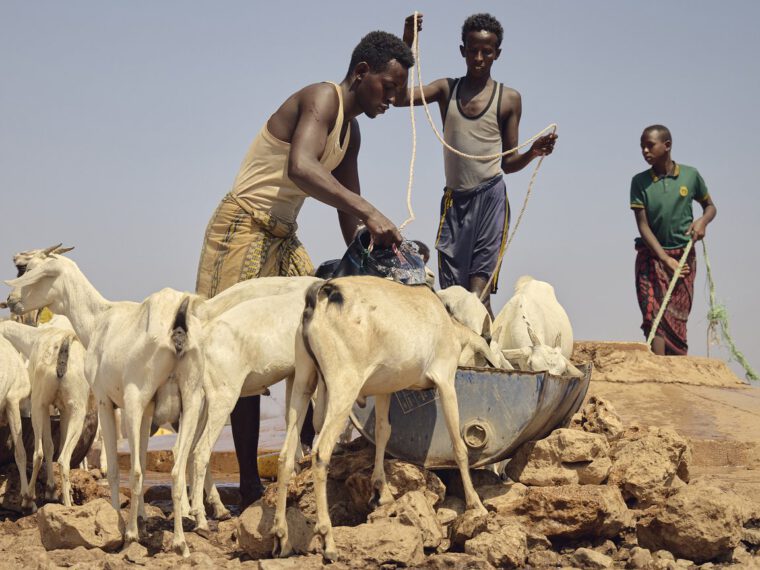 ICRC: Prolonged drought pushes 6.5 million Somalis toward acute food insecurity