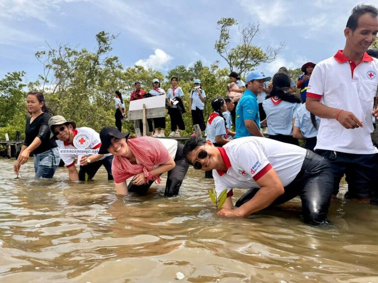 Rooted in resilience: Cambodian Red Cross unites communities to restore mangroves